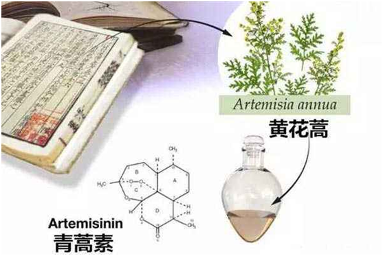 华球体育在线,华球体育在线（中国）：向中医药看齐，与世界共享中医药文化(图1)